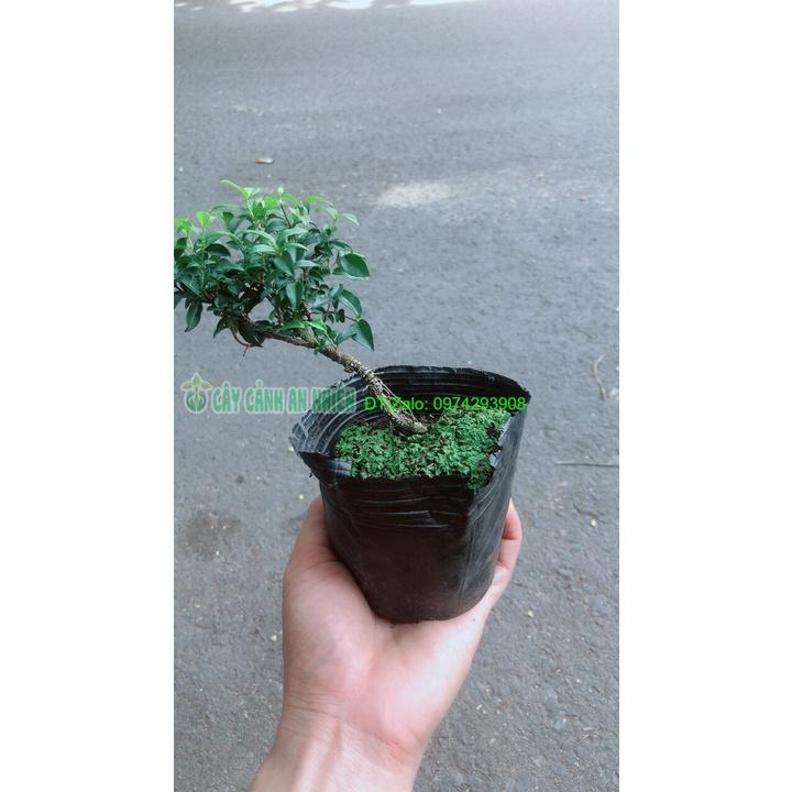 Sam Hương Bonsai