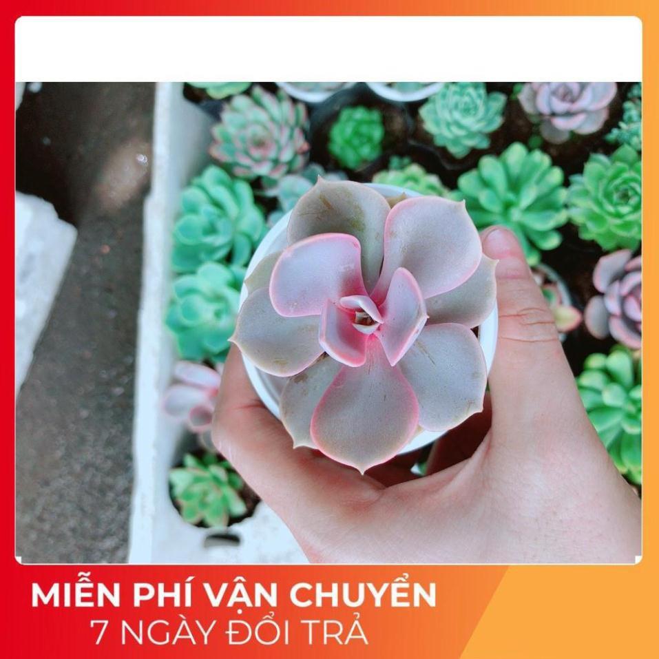 Combo 10 Cây Sen Đá