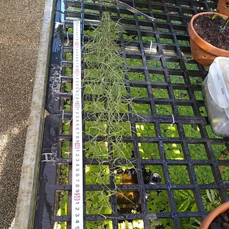 Cây không khí đẹp rẻ nhất tại vườn