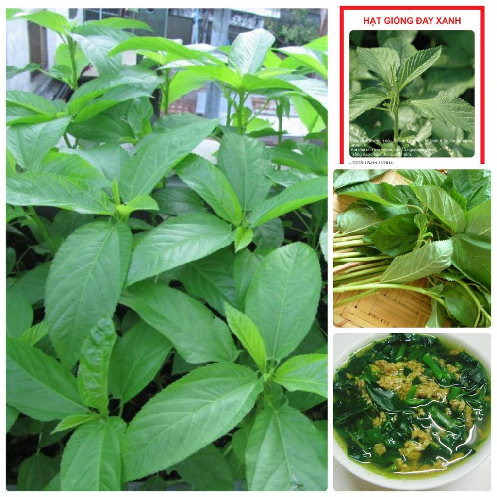 Hạt giống rau đay xanh cao sản - 1 gói 20 gram
