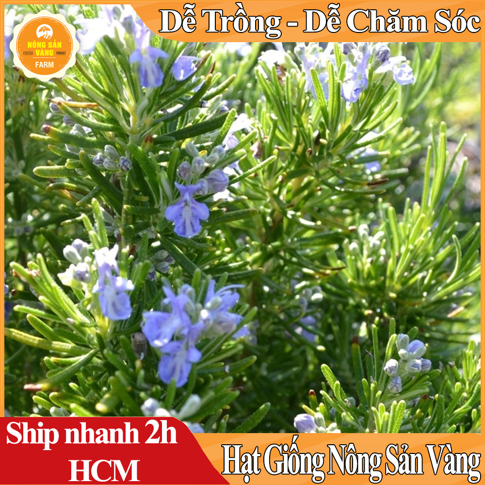 Hạt giống Cây Đuổi Muỗi Mùi Rất Thơm - Nông Sản Vàng