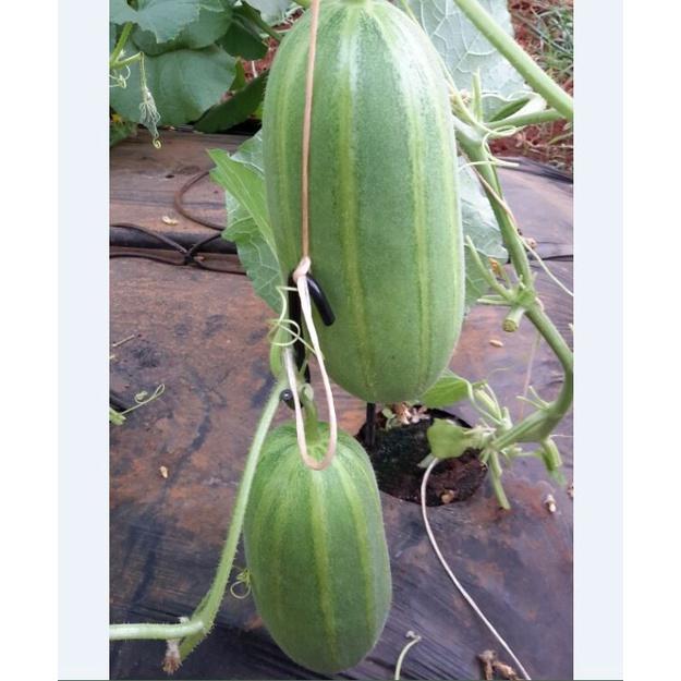Hạt giống Dưa lê Hàn Quốc siêu ngọt-gói 20 hạt/tặng kèm gói phân bón lót