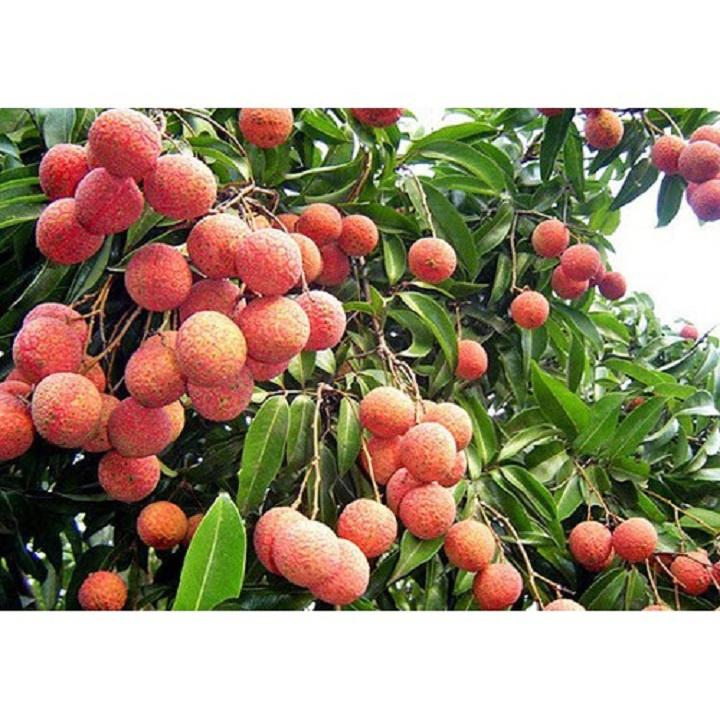 VẢI KHÔNG HẠT NHANH SIÊU QUẢ CHUẨN GIỐNG F1