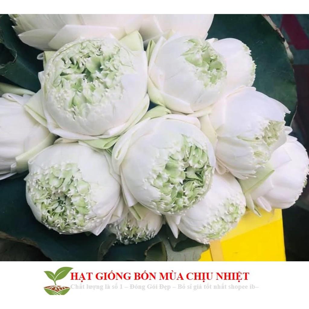 Gói 5 hạt giống sen bách diệp - sen quan âm mix 5 màu: đỏ, tím, vàng, trắng, hồng ĐẾN MÙA TRỒNG TẾT