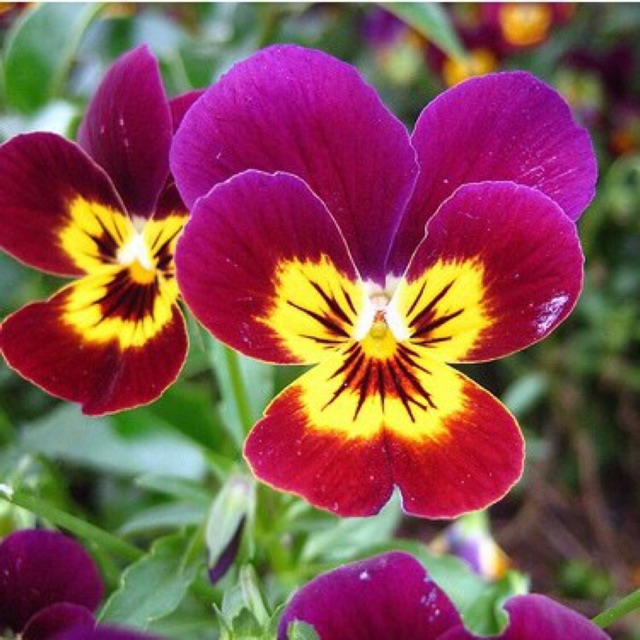 GÓI 50 Hạt Giống Hoa Pansy /Hoa Cánh Bướm Mix Nhiều Màu ĐẾN MÙA TRỒNG TẾT