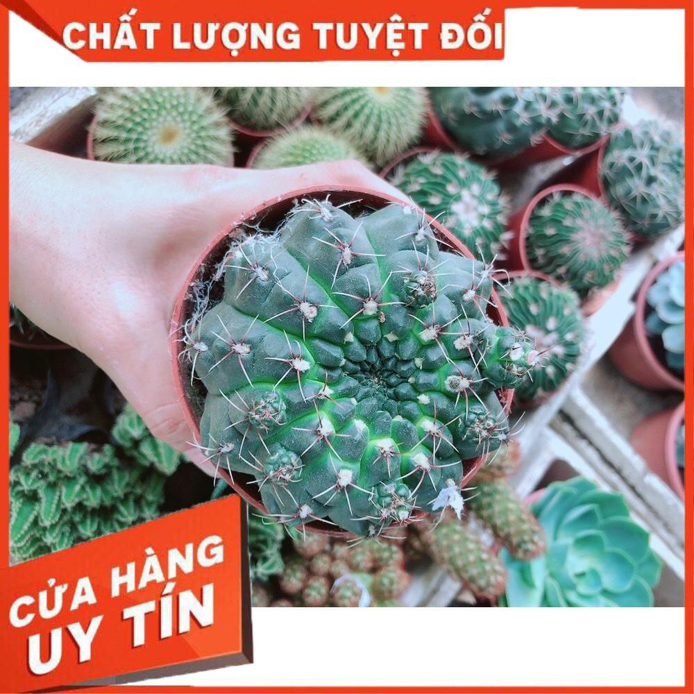 Chậu Xương Rồng Thần Long size đại Nhiều Người Mua