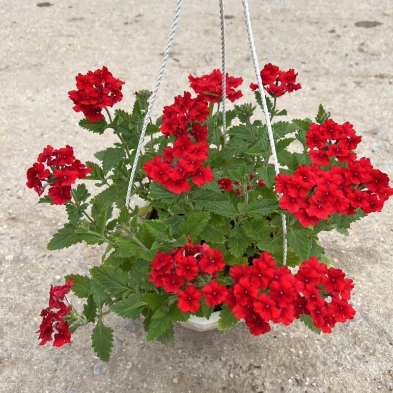 Chậu hoa cúc indo treo dài rủ 15-20cm, cúc nữ hoàng nở rực rỡ đẹp mắt, treo trang trí ban công, sân vườn