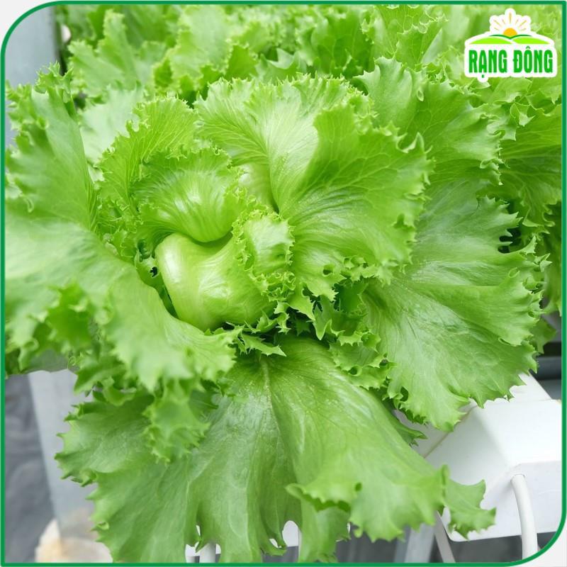 Hạt giống Xà Lách Cuộn, Xà Lách Mỹ Minetto - Hạt Giống Rạng Đông