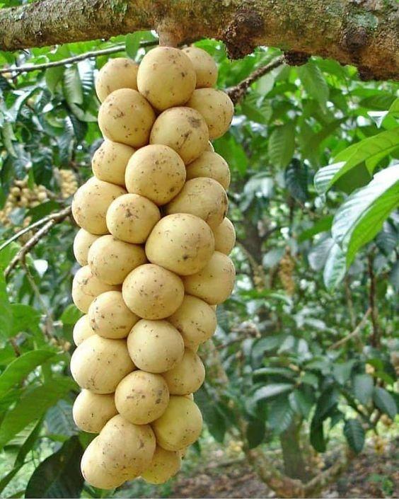 CÂY GIỐNG BÒN BON THÁI