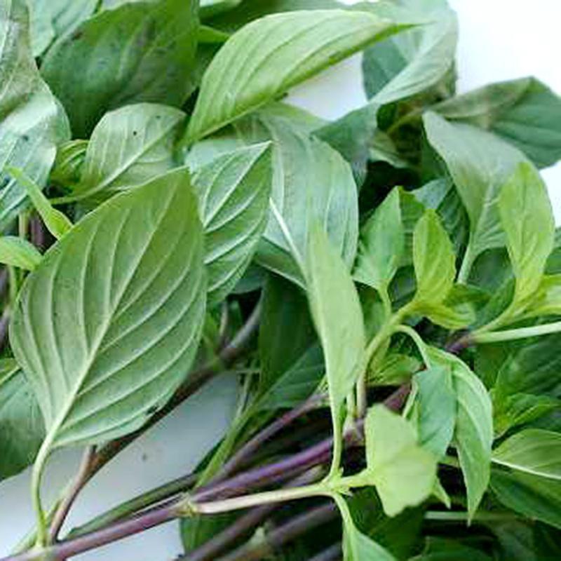 HẠT GIỐNG RAU QUẾ LÁ TO CAO SẢN