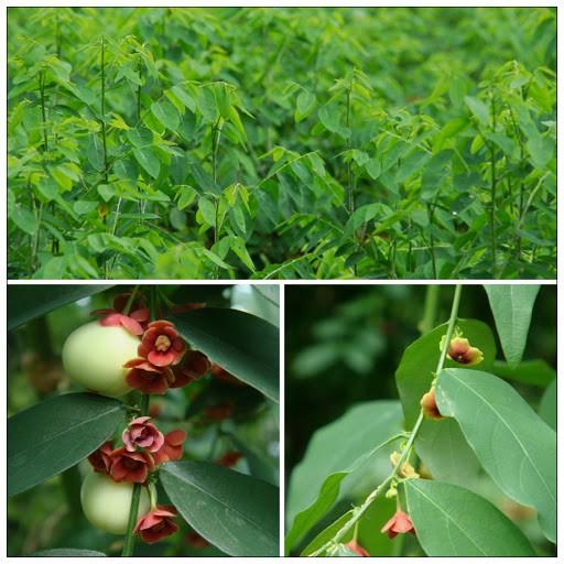 Hạt Giống Rau Ngót - gói 1gram