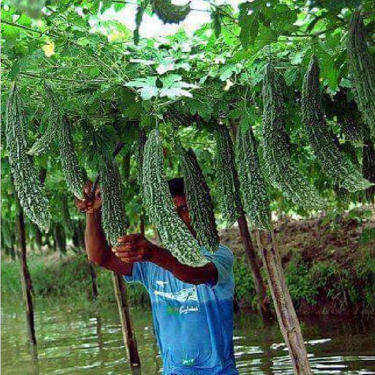 Combo 3 gói Hạt giống khổ qua gai xanh-Gói 10 hạt/tặng kèm gói phân bón lót