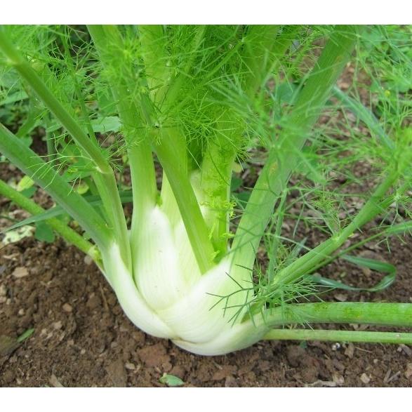 1gr hạt giống củ thì là giống Đức