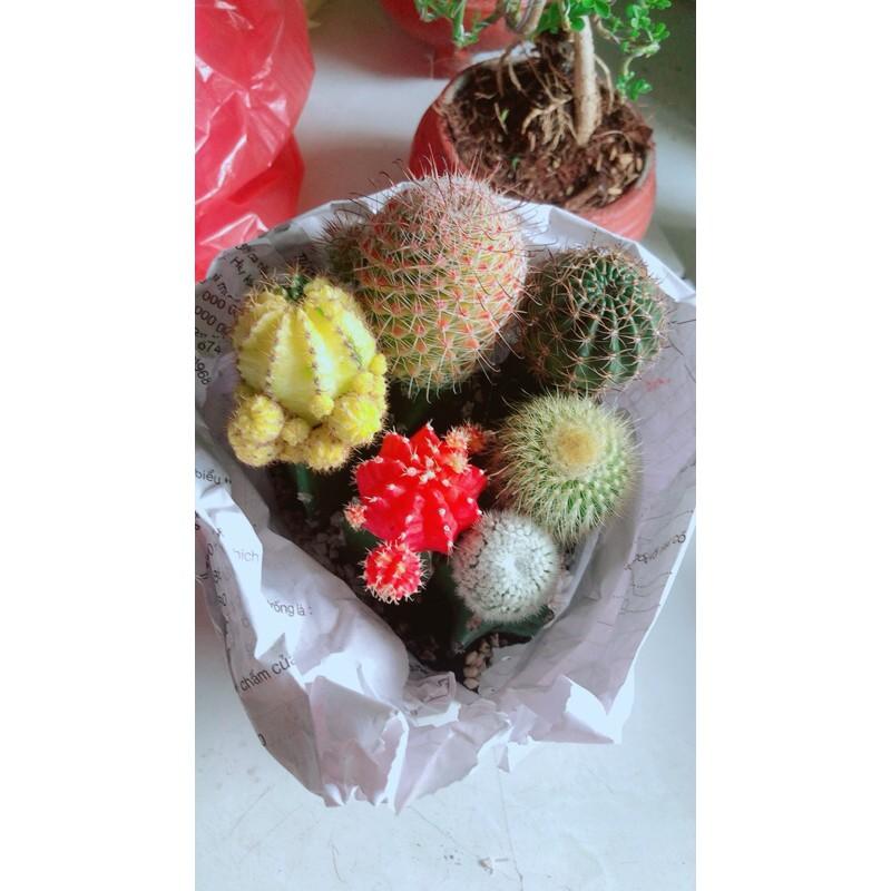 Chậu Xương Rồng Tiểu Cảnh