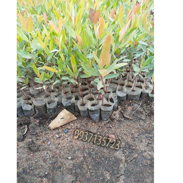 Combo 15 cây bạch đàn cây giống