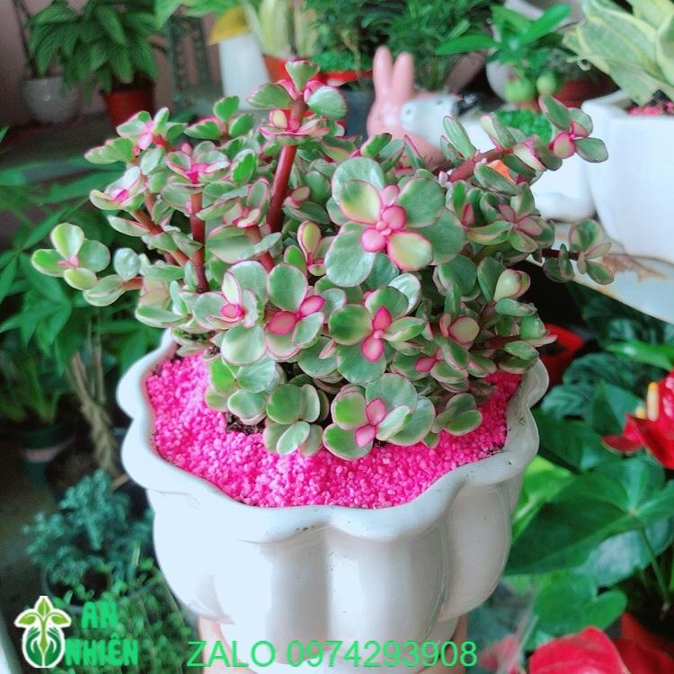Chậu Cây Cành Vàng Lá Ngọc