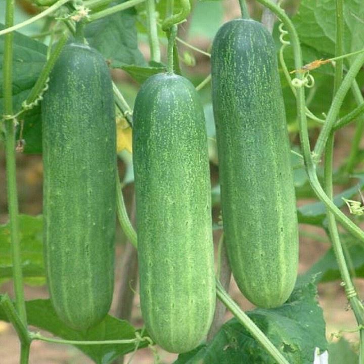 Hạt Giống Dưa chuột nếp ta cao sản F1 KNS3333 – Gói 10Hạt