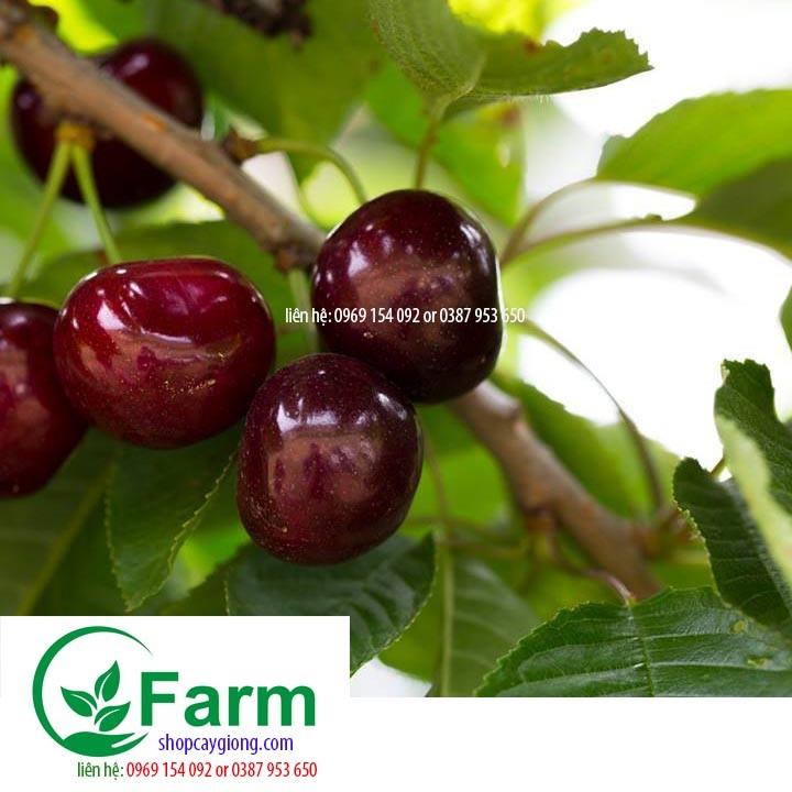 Cây cherry brazil chịu nhiệt cây đẹp chuẩn giống