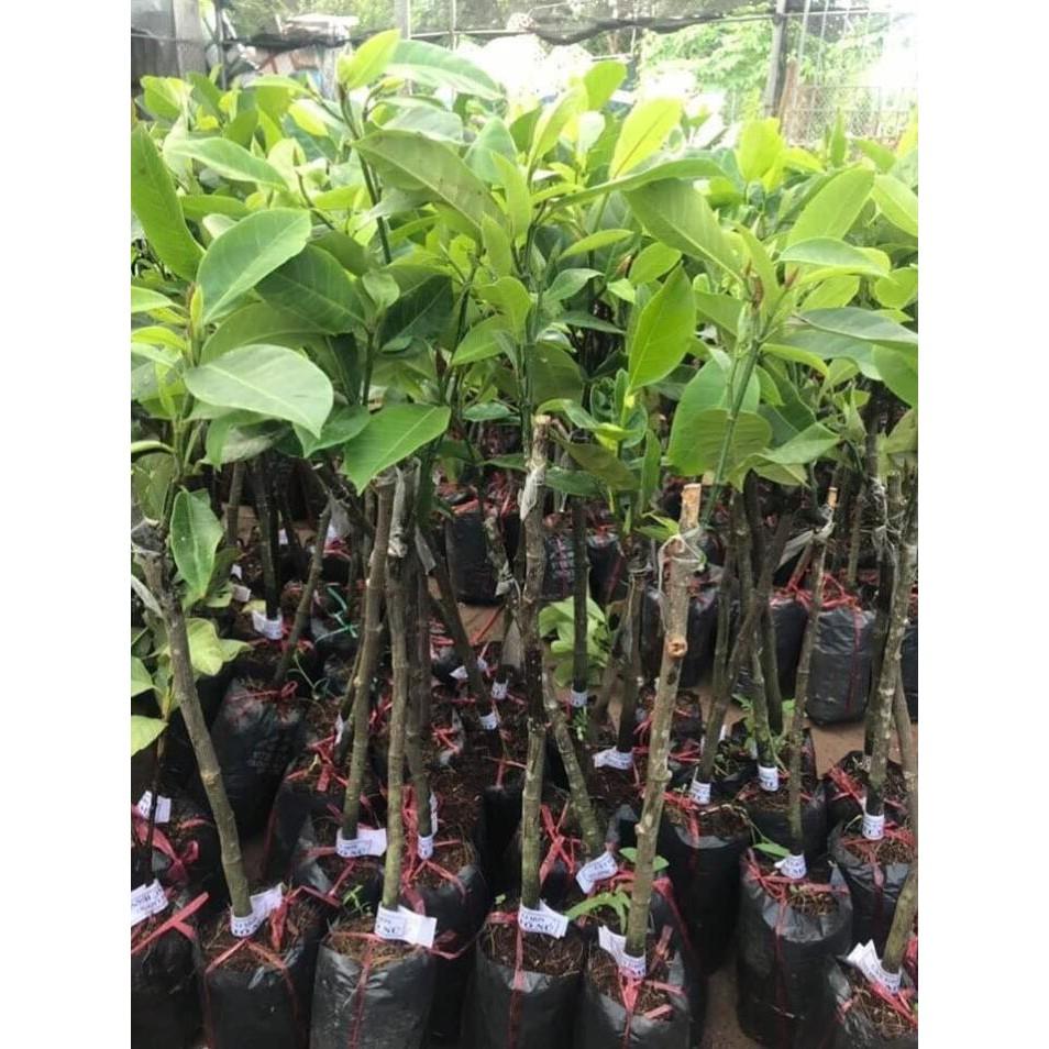 Cây giống mít tố nữ