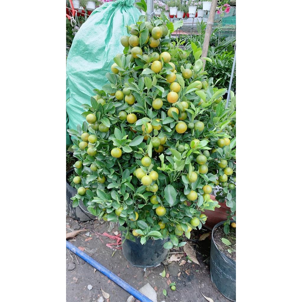 Cây Tắc Cao 1m4-1m6