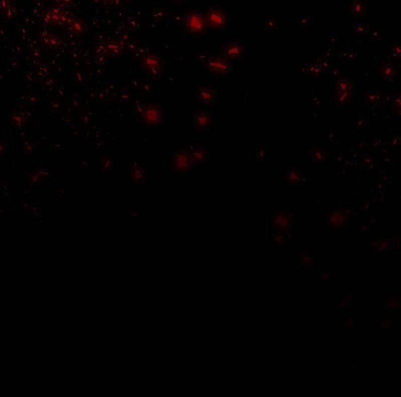 tử thần chapter 28 121