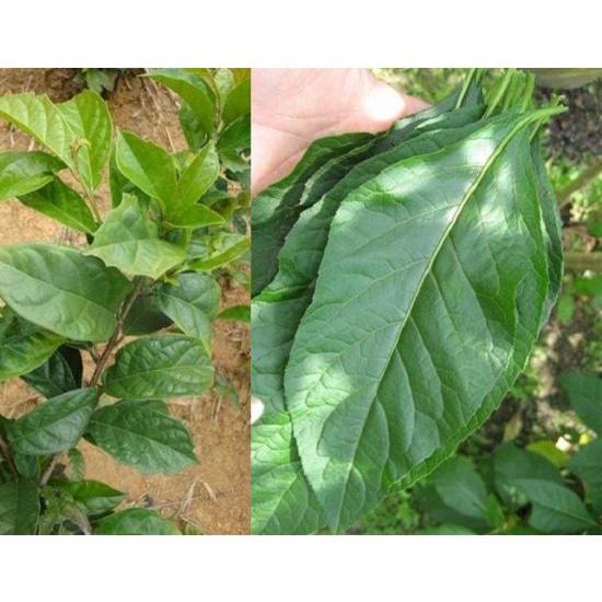 1kg xạ đen tươi sạch, cả thân và lá - cây nhà trồng