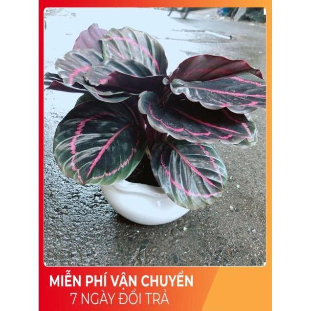 Chậu Cây Đuôi Công Tím