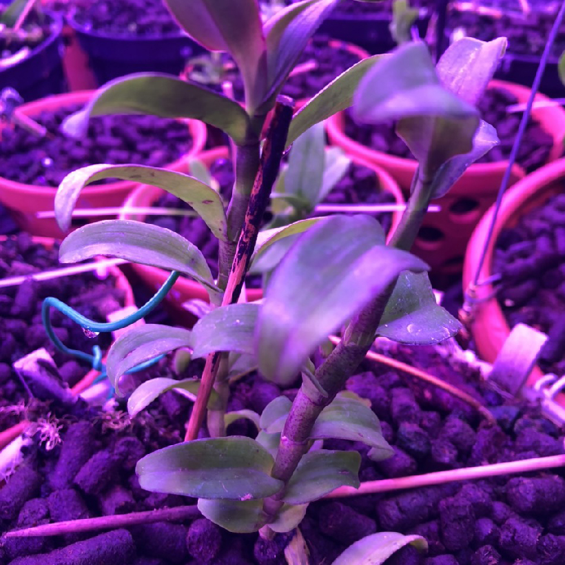 Đèn Trồng Cây Hoa Lan trong nhà LED Smart Light giúp bổ sung ánh sáng để cây hoa lan phát triển tốt và ra chồi nhanh (Dài 1.2m/Bộ)