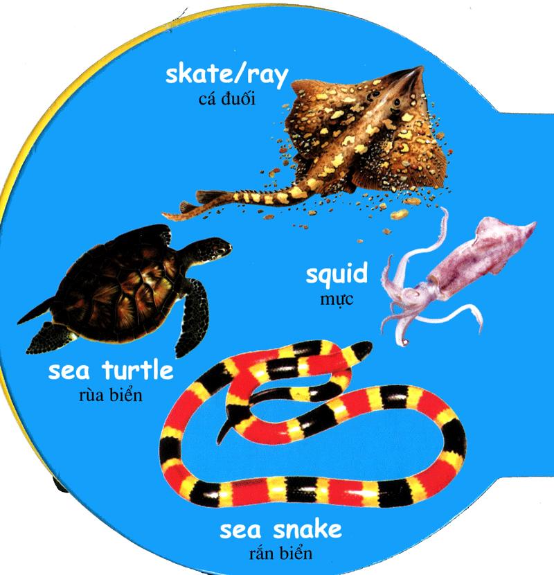 Từ Điển Anh - Việt Bằng Hình: Sea Animals - Động Vật Biển - ảnh 8