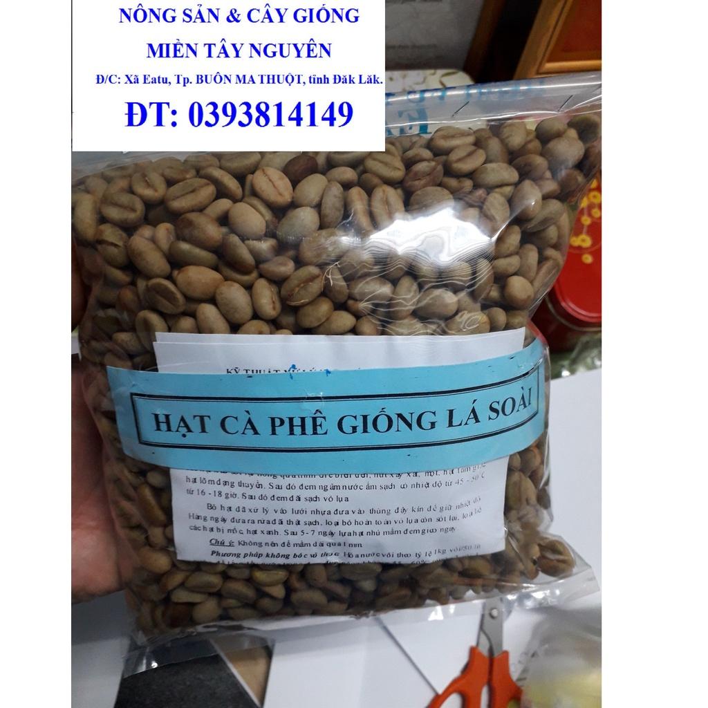 1 KG HẠT GIỐNG CÀ PHÊ VỐI CAO SẢN LÁ XOÀI HẠT TUYỂN CHỌN BAO NẢY MẦM.