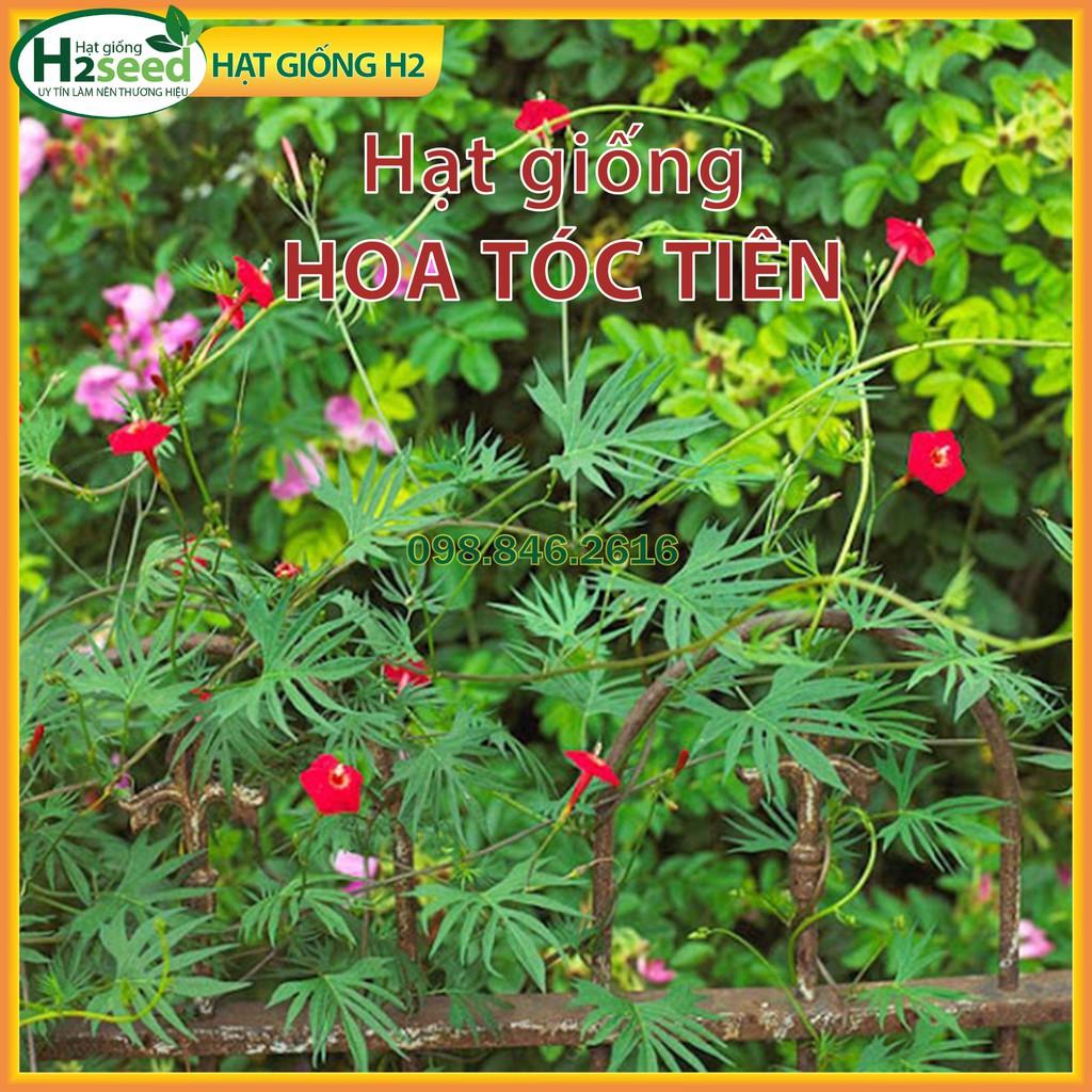Hạt giống hoa tóc tiên mix màu - hoa tóc tiên leo giàn dễ trồng, dễ chăm sóc
