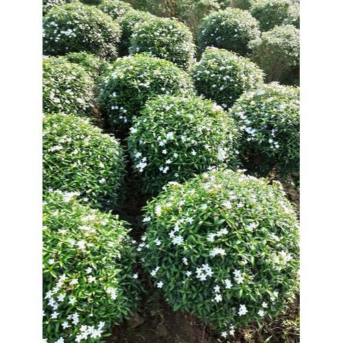 CÂY LỚN MAI VẠN PHÚC SIÊU ĐẸP SIÊU RẺ - BCGMVPCLSRSD