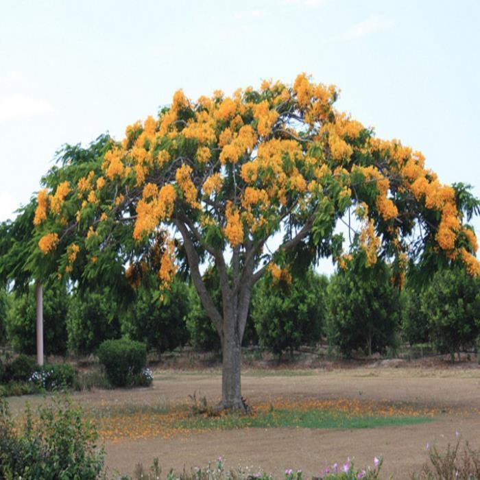COM BO 2 Cây Phượng vàng (Cây Phượng hoa vàng), hoa cực đẹp, hiếm, lạ, cây giống gửi đi nguyên bầu