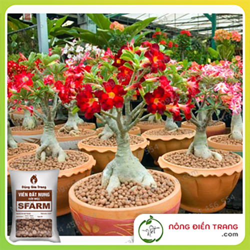 Viên Đất Nung Sỏi Nhẹ SFARM - Túi 5dm3 - Thích hợp cho thủy canh Aquaponics, nuôi cá, trộn đất, lót chậu VTNN Nông Điền Trang