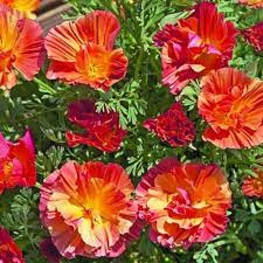 Hạt Giống Hoa Poppy Kép Nhiều Màu - Gói 50 hạt