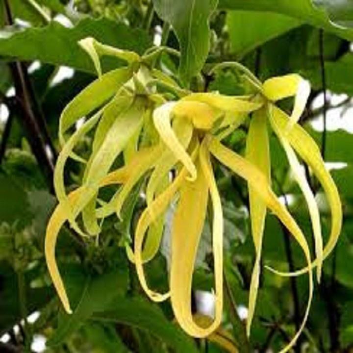 BẦU CÂY GIỐNG HOA DẺ THƠM - NBCGHDT