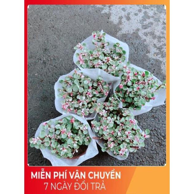 Đô La Hồng Nhiều Người Mua