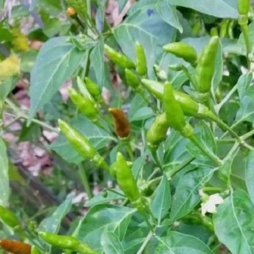 Combo 3 gói Hạt giống ớt thóc -gói 30 hạt/tặng kèm gói phân bón lót
