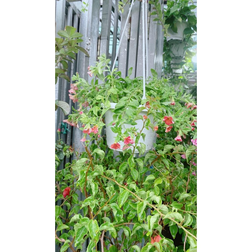 Chậu Hoa Triệu Chuông