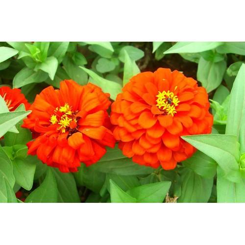 CHẬU Hoa cúc Zinnia SIÊU ĐẸP - NCCZNLN