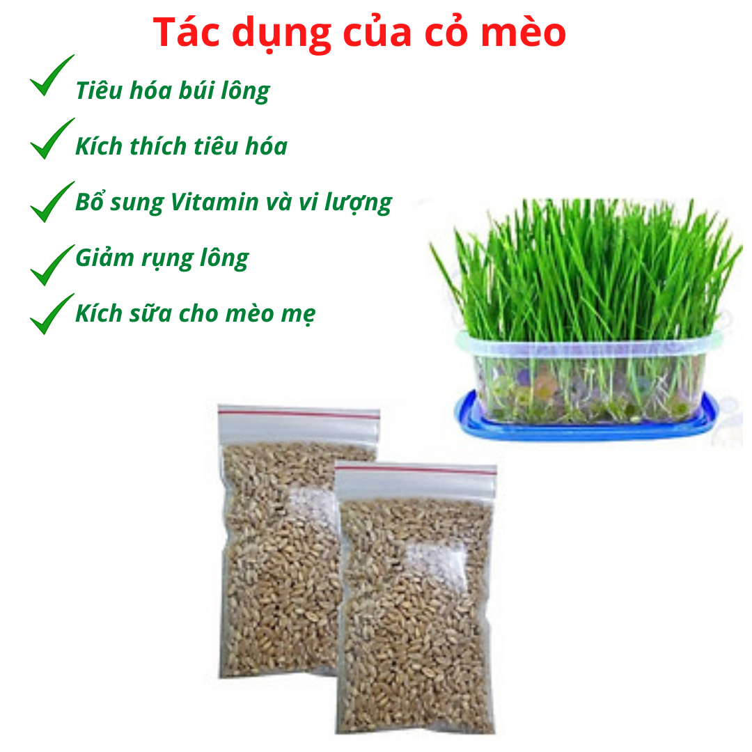 Combo Hạt Giống Cỏ Mèo (Hai gói)