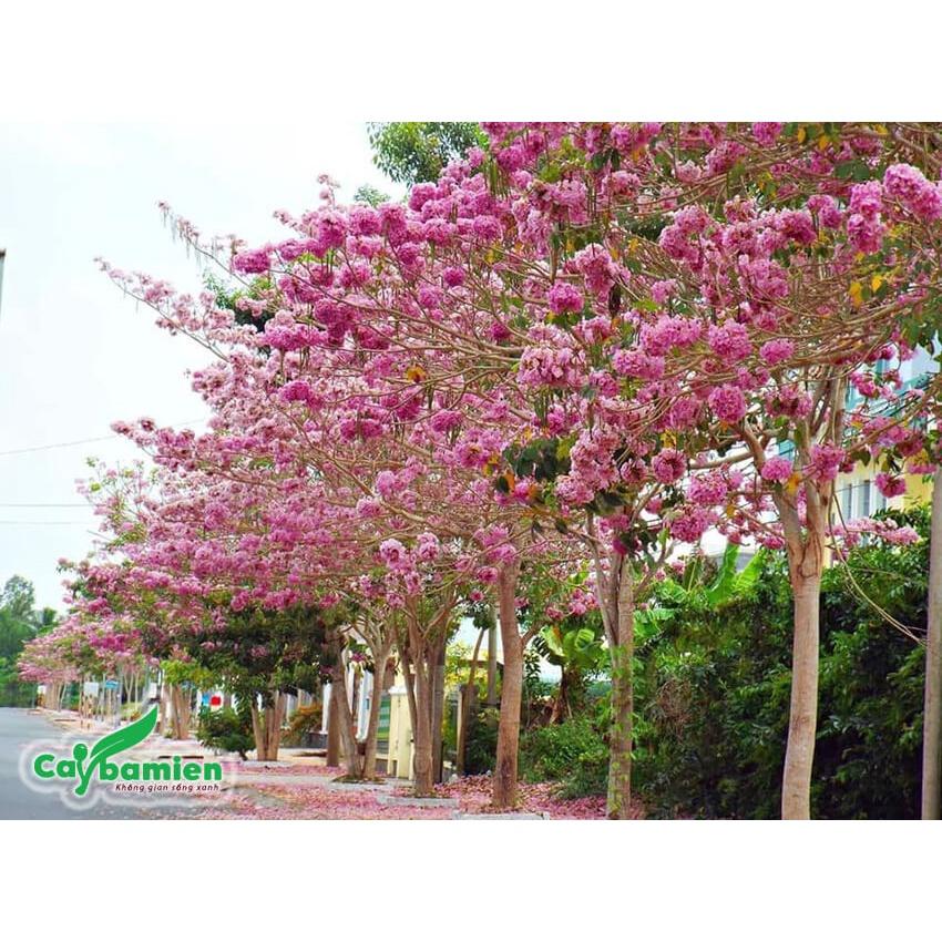 Hạt Giống Cây Hoa Phong Linh Hồng CT544 - Gói 5 hạt