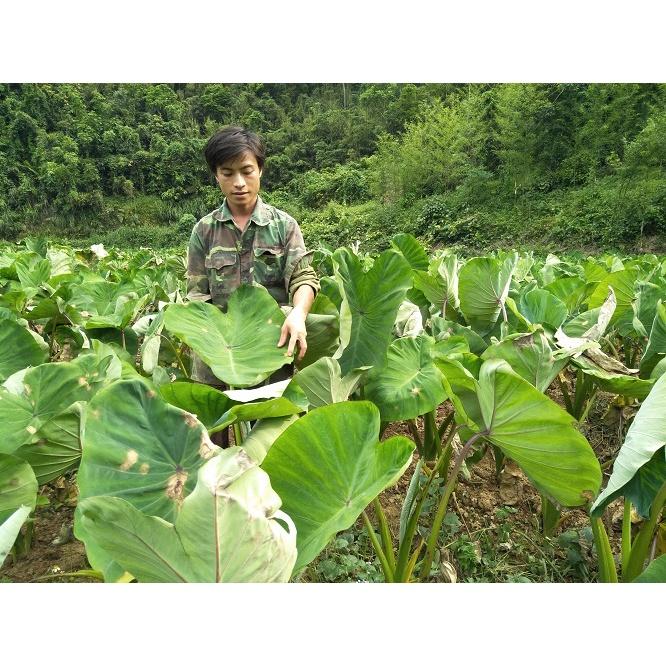 Cây giống khoai môn sáp lòng vàng dẻo của người Dao - cây giống