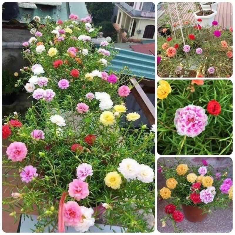 CÂY HOA NHÀI TA cây cao 30-40cm hoa nở quanh năm thơm mát