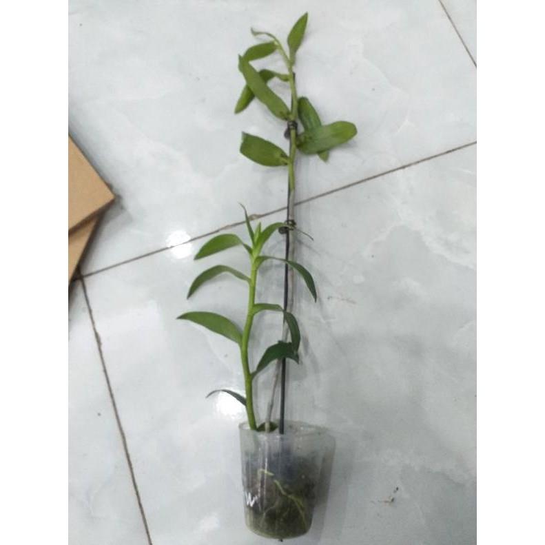 Hoa phong lan - hawai trắng xưa