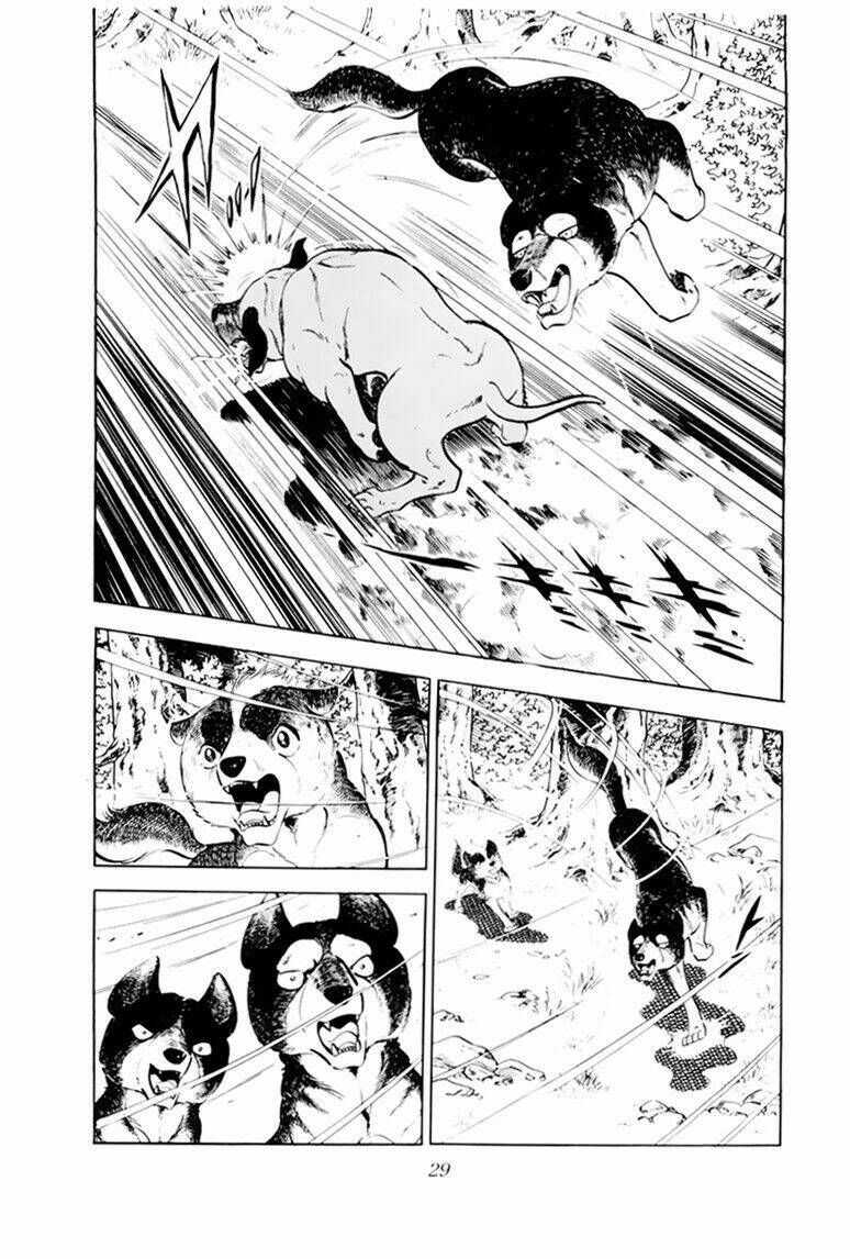 chú chó có nghĩa - ginga nagareboshi gin chapter 31 29