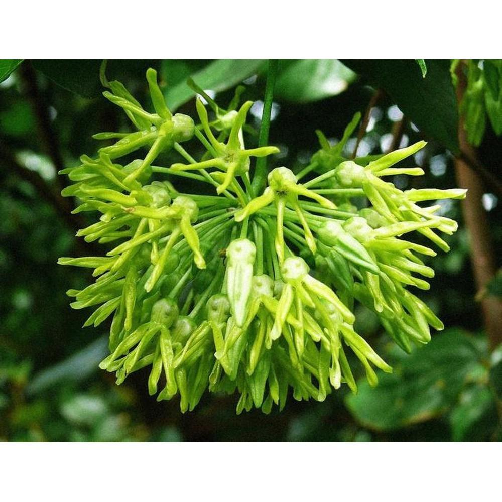 Cây HOA TH I Ê N L Ý cây giống gửi đi nguyên bầu