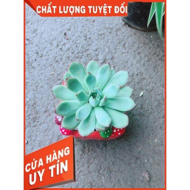 Chậu Sen Đá Viền Hồng
