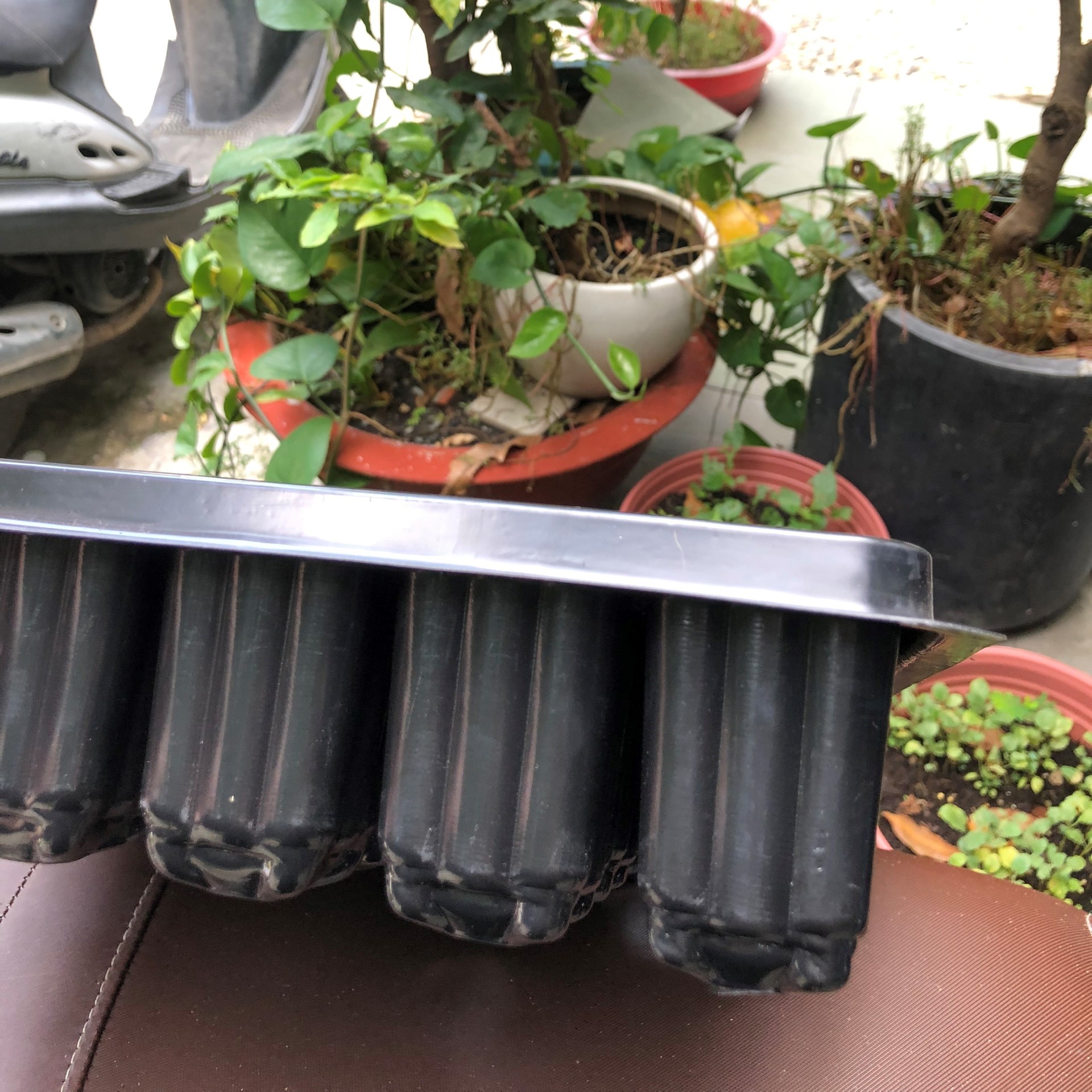Khay ươm mầm chuyên dụng 49 lỗ
