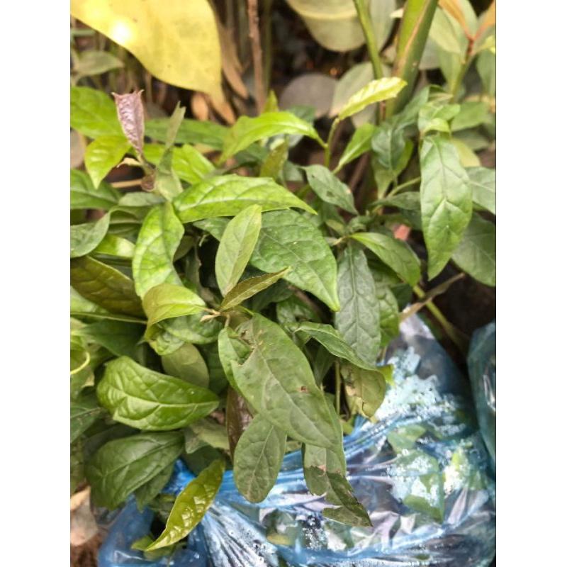 Cây giống xạ đen